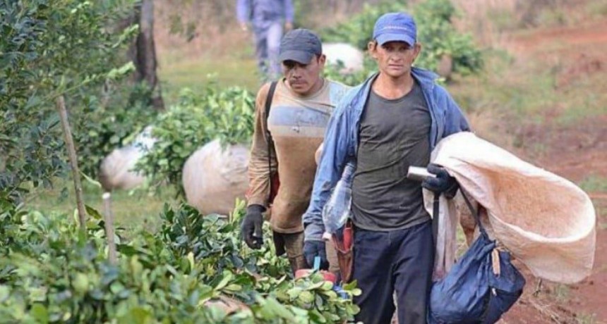 Misiones en estado de alerta por el Instituto de la Yerba Mate