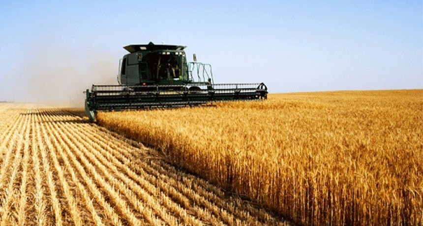 Con números récord en la campaña de trigo los productores reciben penalizaciones 
