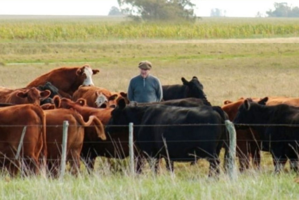 El envío de ganado vacuno a faena disminuyó 10% respecto de 2024