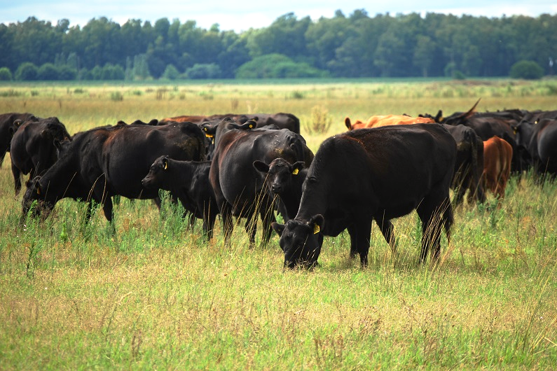 Actualizan los sistemas de control de la brucelosis bovina