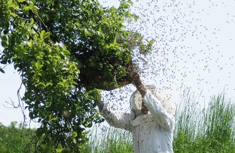 Recibirá una suma millonaria tras haber sido atropellado por esquivar un enjambre de abejas