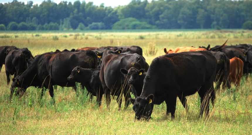 Actualizan los sistemas de control de la brucelosis bovina