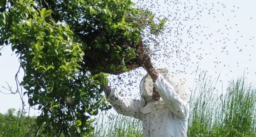 Recibirá una suma millonaria tras haber sido atropellado por esquivar un enjambre de abejas
