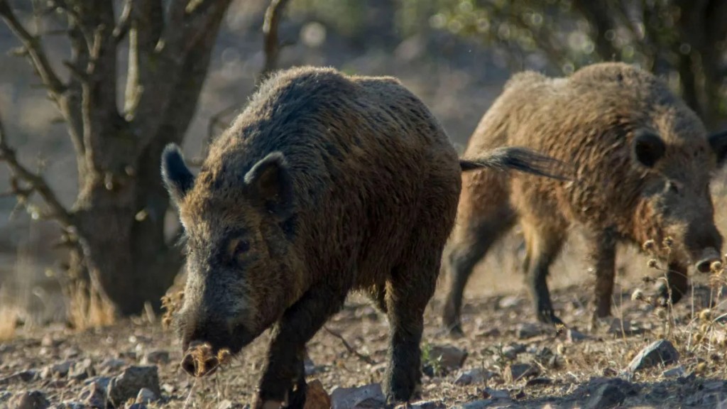 La peste porcina africana golpea genera pérdidas millonarias en España
