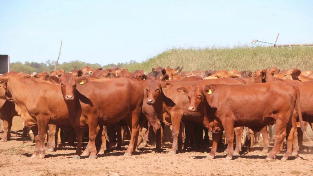 El Gobierno crea un nuevo Sistema Integral de Trazabilidad Cárnica