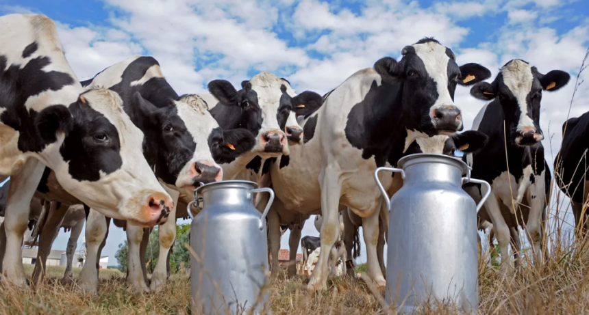 El precio de la leche al tambero cerró en diciembre con una leve suba interanual