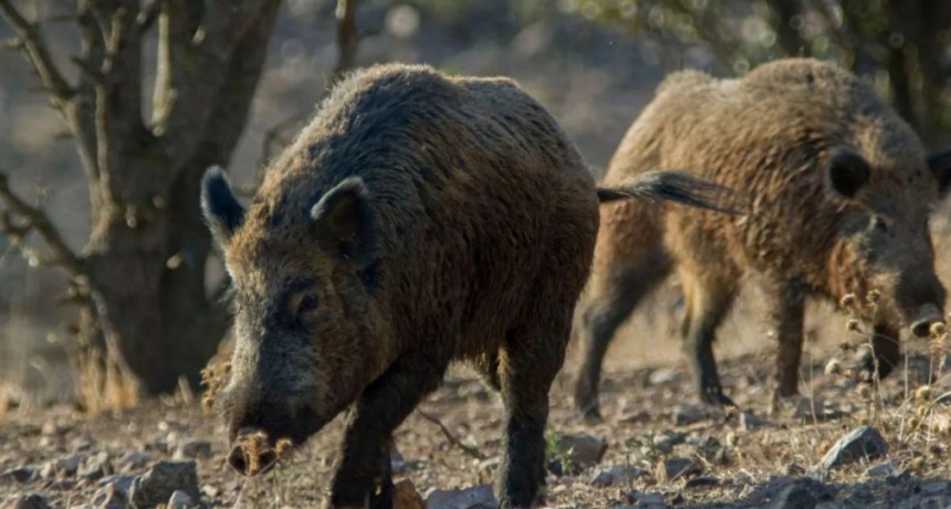 La peste porcina africana golpea genera pérdidas millonarias en España