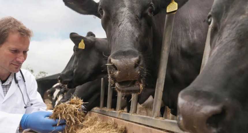 El Senasa unifica y moderniza la acreditación de veterinarios y técnicos