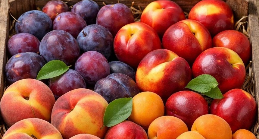 Argentina avanza en la apertura del mercado de China para exportación de frutas de carozo