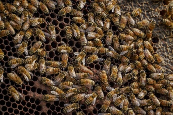 Mar del Plata será sede del Congreso Latinoamericano de Apicultura 2026