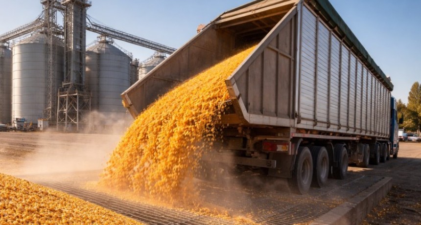 Ma&iacute;z r&eacute;cord: los stocks trepan a 19,3 Mt y presionan al mercado mientras la soja arranca con menor oferta