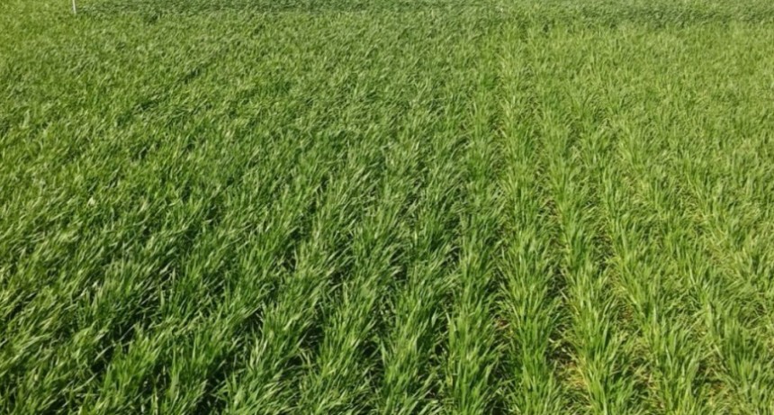 C&oacute;mo planificar la pr&oacute;xima campa&ntilde;a: claves del INTA sobre suelos, agua y fertilizaci&oacute;n