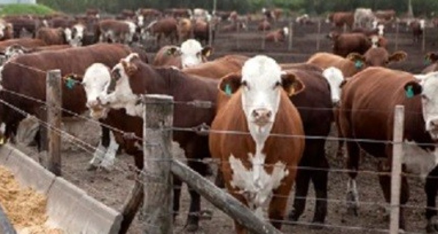 Feedlots: la ocupaci&oacute;n creci&oacute; 4% y alcanz&oacute; el 70% en plena zafra de terneros