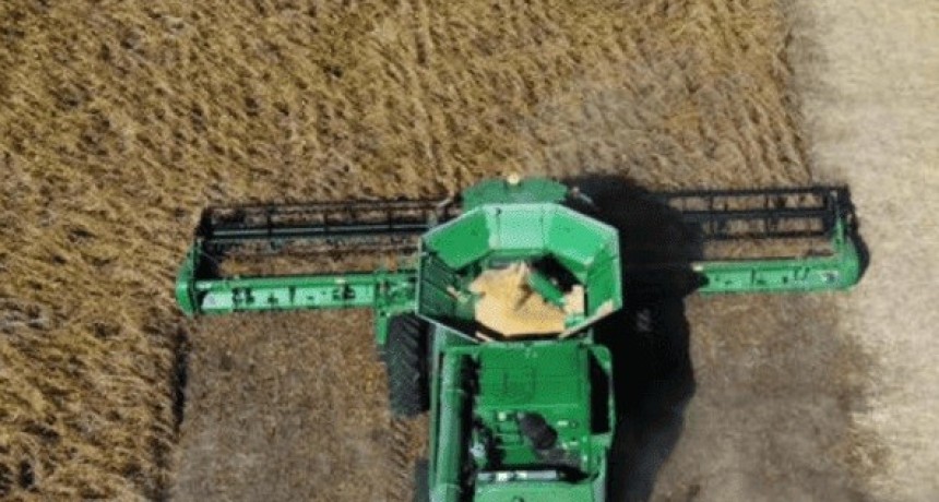 Soja y ma&iacute;z con cosecha r&eacute;cord: proyecciones superan promedios hist&oacute;ricos, pero caen man&iacute; y sorgo en C&oacute;rdoba 