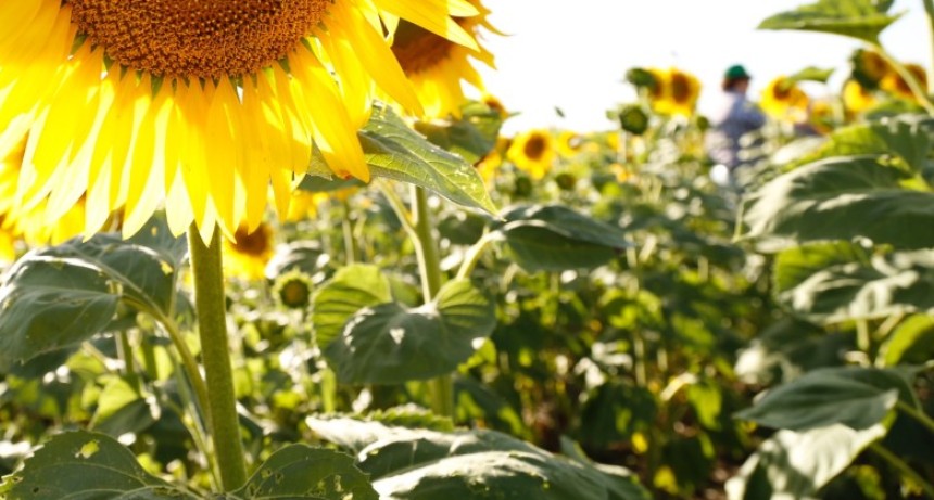El girasol conquista nuevas zonas a fuerza de buenos resultados