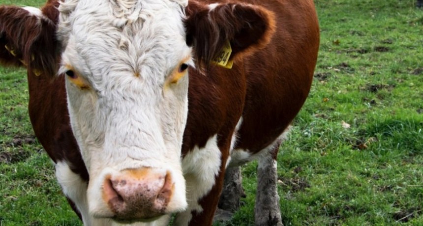 SENASA implementa medidas excepcionales para la ganader&iacute;a por inundaciones en cinco provincias