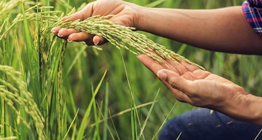 Siembra de arroz en Argentina cae 12% en 2025/2026: impacto de precios, costos y clima