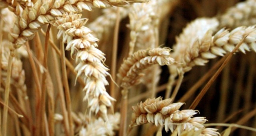 La molienda de trigo pan aument&oacute; 12,3% en marzo