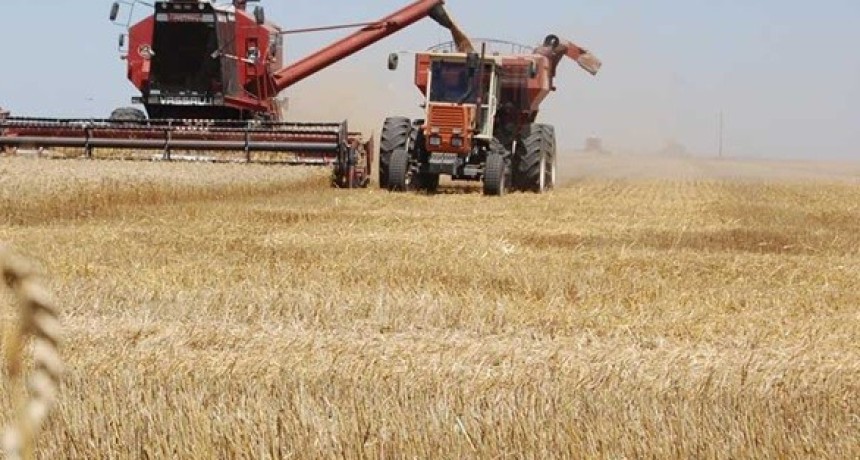 Santa Fe: Se obtuvieron 651. 690 toneladas en la regi&oacute;n y el rendimiento promedio fue de 98 qq/ha