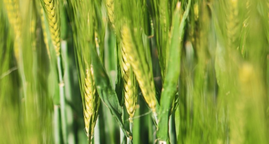 Trigo en agenda: gen&eacute;tica y adaptaci&oacute;n, ejes del nuevo escenario del cultivo