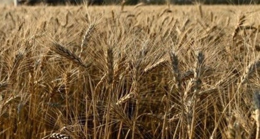 Campa&ntilde;a fina 2026/27: clima, nutrici&oacute;n y brechas de rendimiento, las claves que definir&aacute;n el potencial del trigo