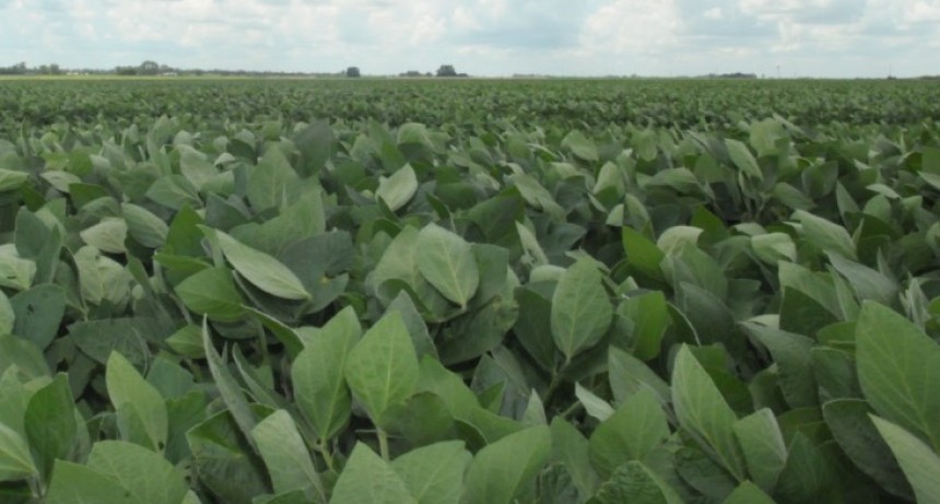 Argentina aprob&oacute; la primera tecnolog&iacute;a herbicida del mundo para controlar malezas resistentes en soja y algod&oacute;n