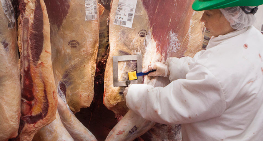 R&eacute;cord hist&oacute;rico: el peso medio de faena bovina alcanz&oacute; su nivel m&aacute;s alto desde 2022 en mayo