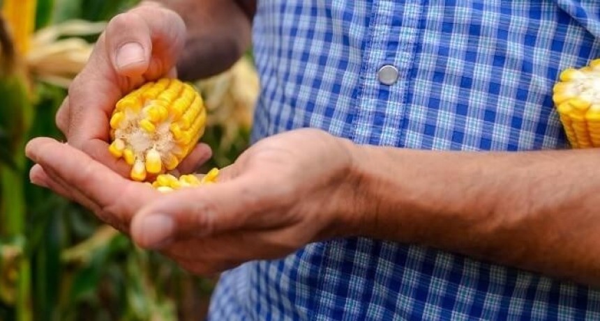 Ma&iacute;z 2026/27: el manejo agron&oacute;mico ser&aacute; la clave para capturar el m&aacute;ximo potencial
