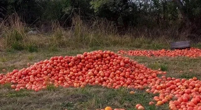 Cuál será el lado de los tomates: ¿Vendrán caros de Chile o tirarán la cosecha?