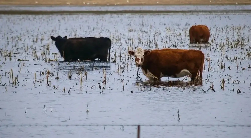 Prorrogan la emergencia agropecuaria en Bolívar, 9 de Julio, Carlos Casares y Tapalqué