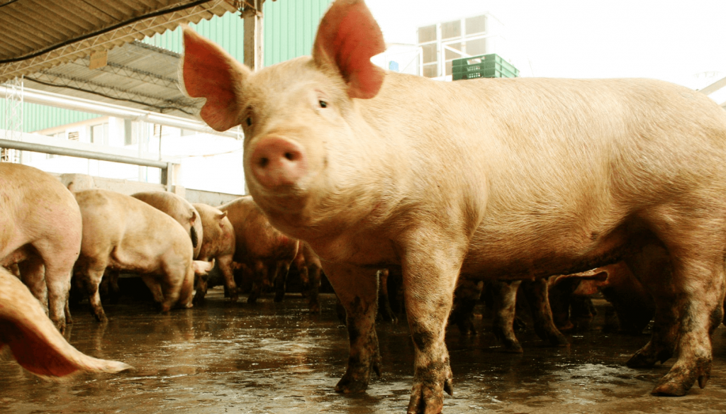 Sanidad porcina: el SENASA lanzó un nuevo plan nacional contra la Enfermedad de Aujeszky