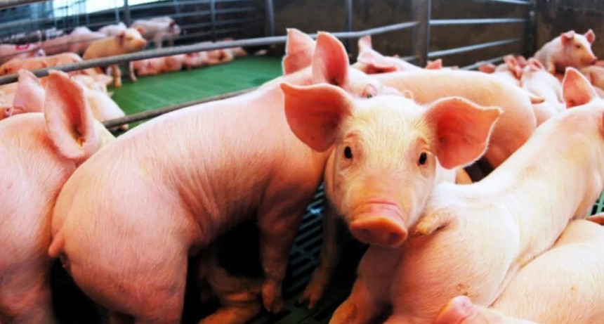 El sector porcino en alerta por la 