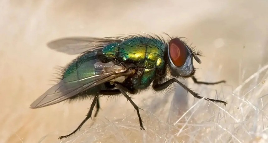 Moscas blindadas: el gen rebelde que desarma los insecticidas en las granjas avícolas