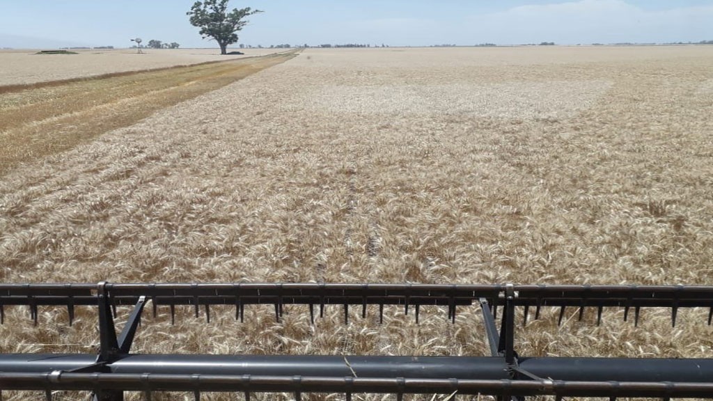 El trigo sigue asombrando en su avance y suben las proyecciones 